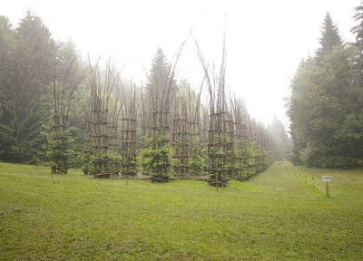 کلیسای جامع درختی کلیسای جامع درختی